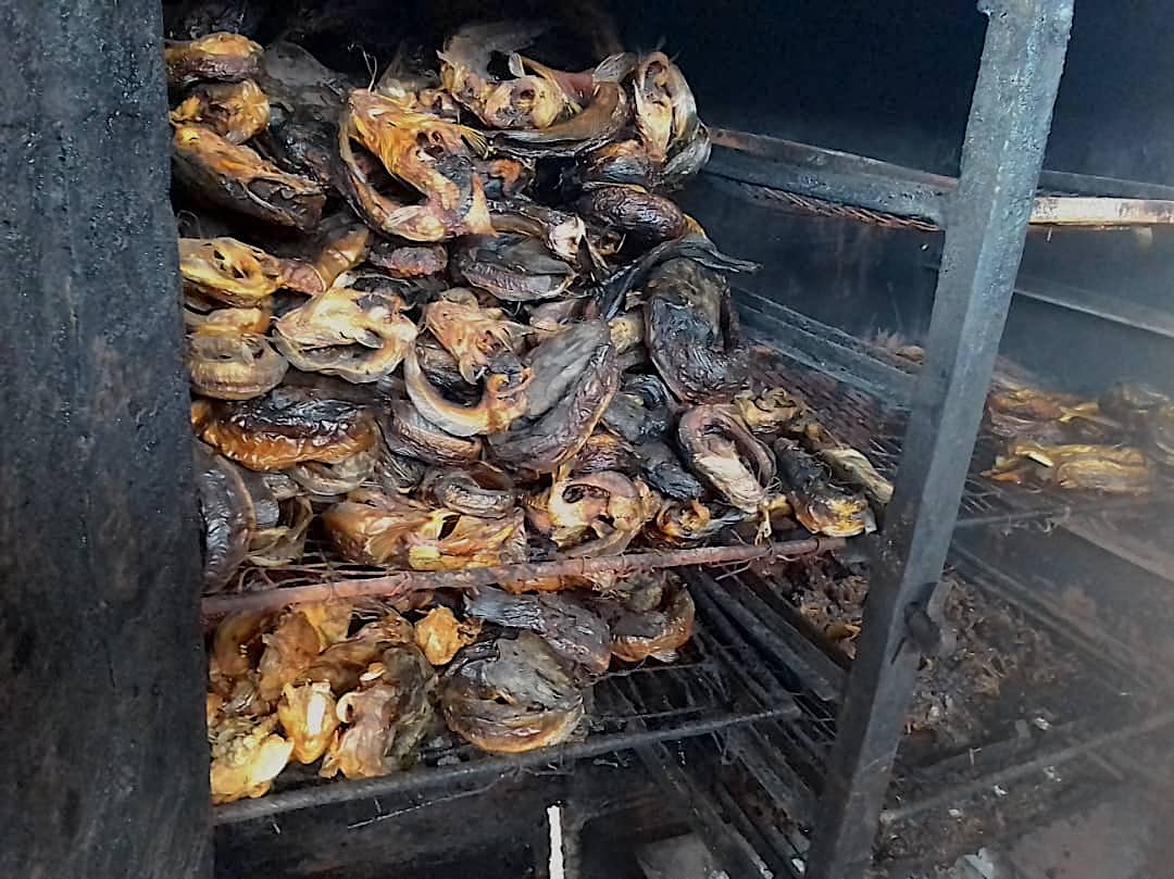 Here are smoked fish on display by farmers who have integrated smoking as an adaptation to survive poor pricing of their fish by the middlemen that buy fresh catfish from farmers. 