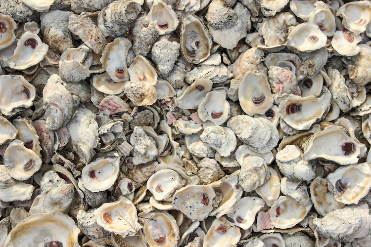 photo of oyster shells