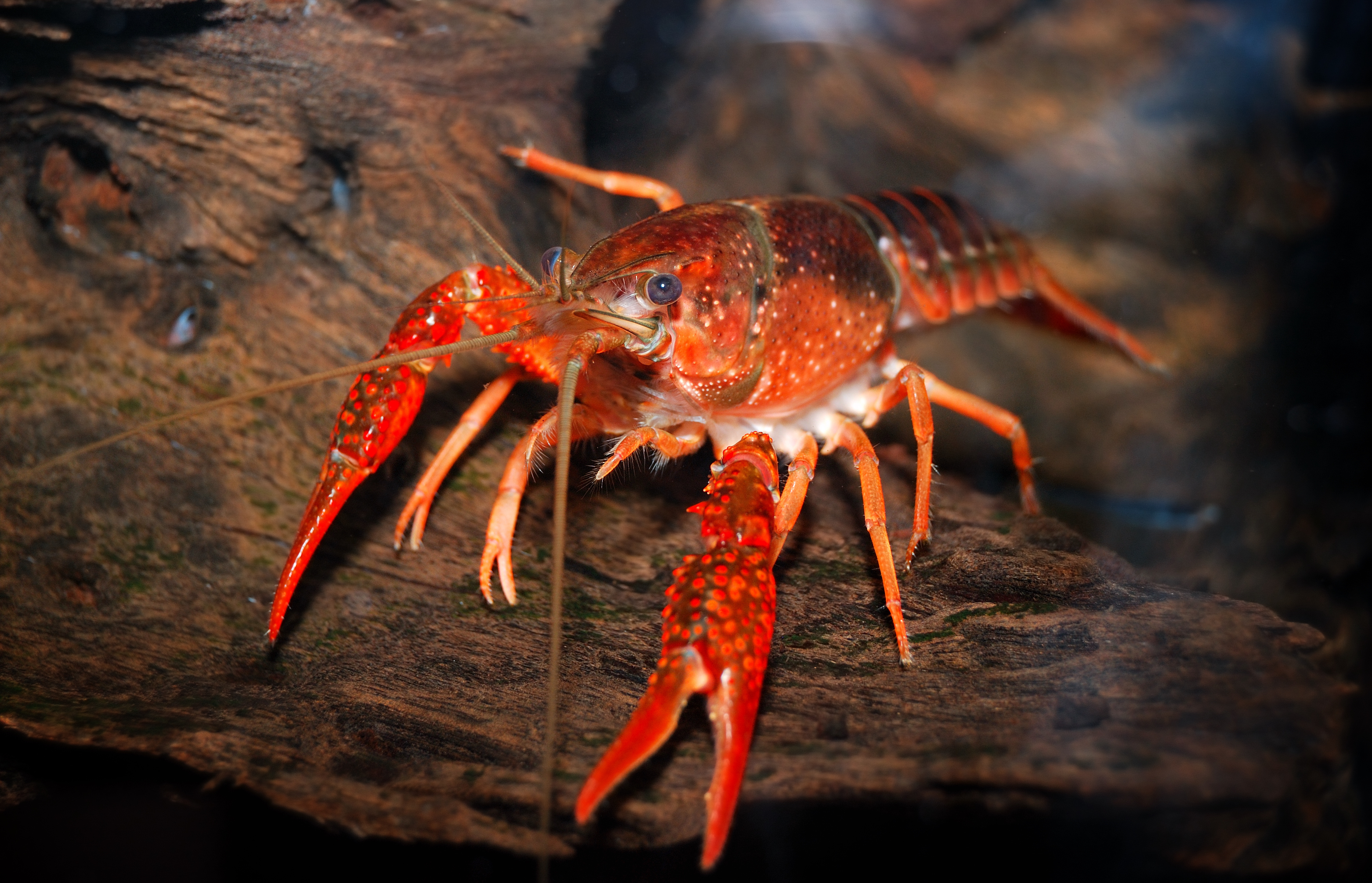 A picture of a crayfish on a piece of wood
