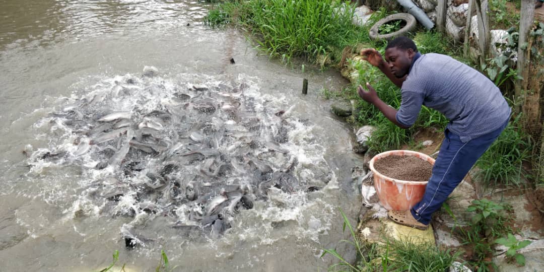 Catfish pond in IDIPR Cooperative fish farms