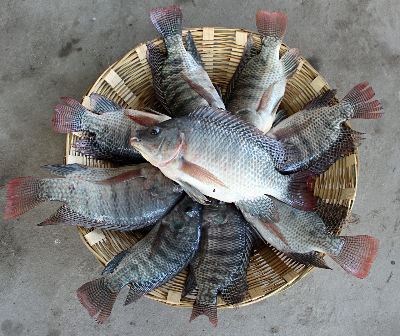 Tilapia in a basket (Photo provided by M. Gulam Hussain)
