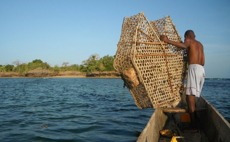 deploying the trap, Mpunguti Reserve, Mkwiro fishermen
