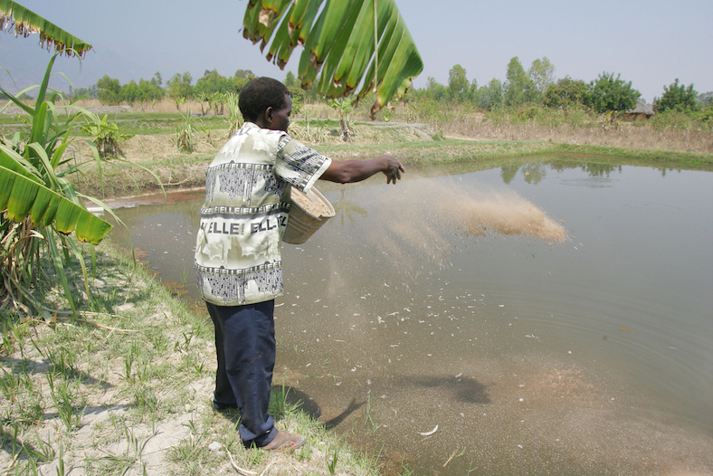 Man feeding fish in pond