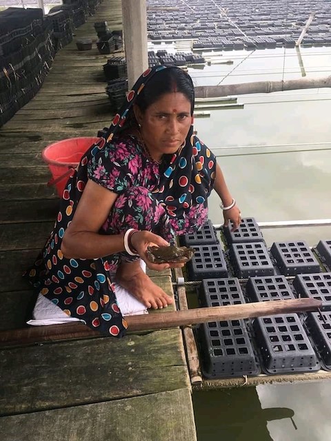 This picture shows involvement of women in the crab fattening farms.