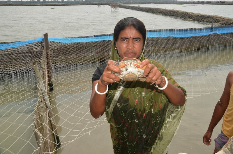 A woman harvesting an export grade mud crab. 