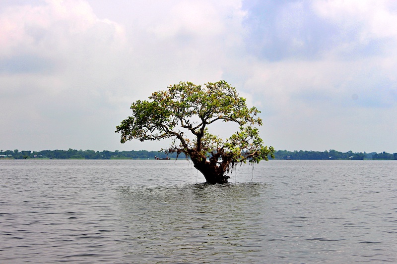 Tree growing in flooded wetland