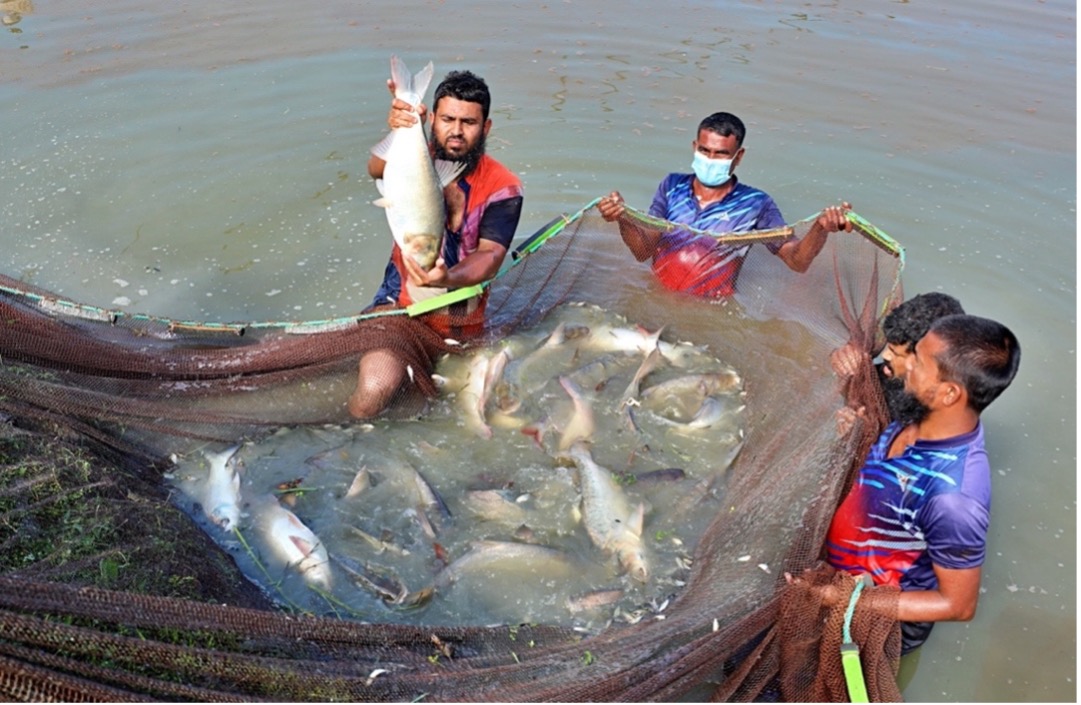 Figure 4. View of fish harvesting at aquaculture grow-out farm in Mymensingh region, Bangladesh