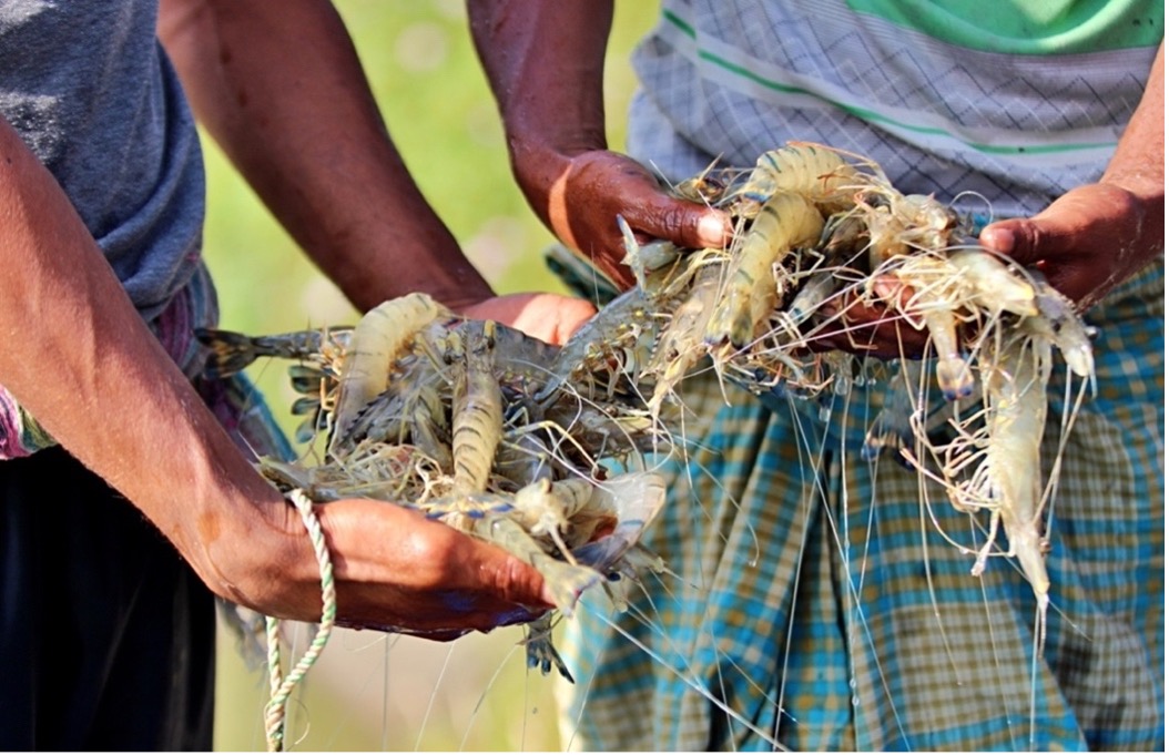 Figure 5. Harvested cluster of black tiger shrimp at private shrimp farm in Satkhira region, Bangladesh