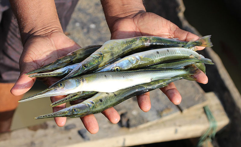 Figure 6. Banned hook and line fishing were being used to harvest the gravid indigenous small and medium sized fish species including needlefish species from the Tanguar haor wetland.