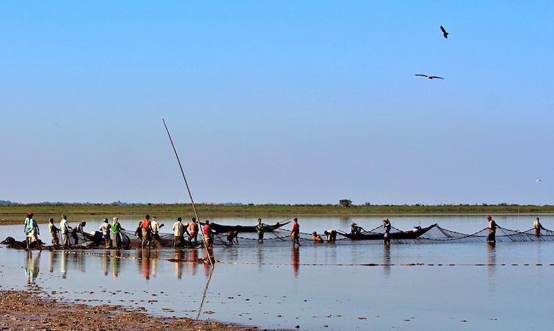 Fishermen gather a large seine net at the edge of the flooded wetland