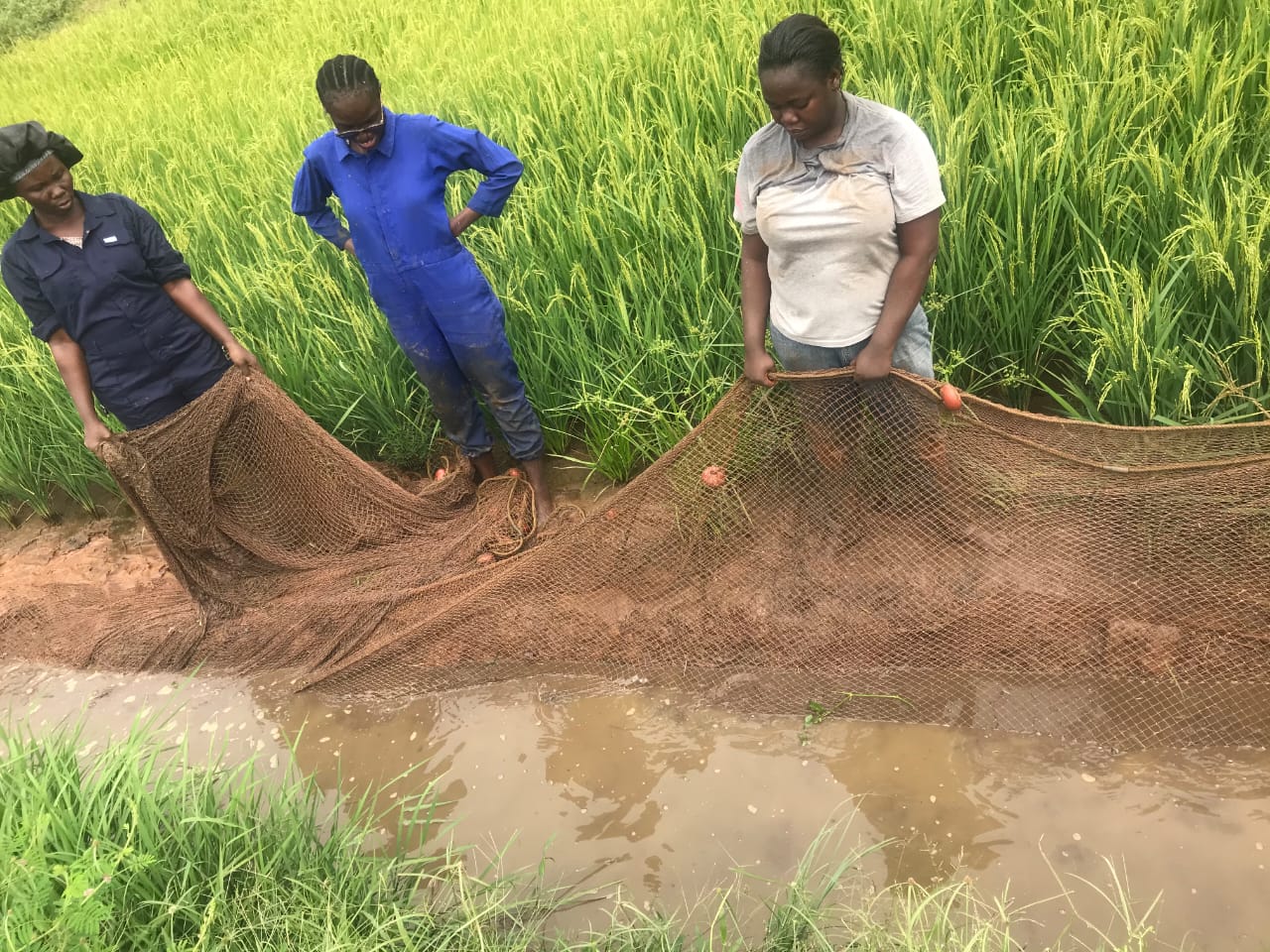 Graduate student from the University of Ibadan preparing to harvest fish from the adaptive rice-fish research plot