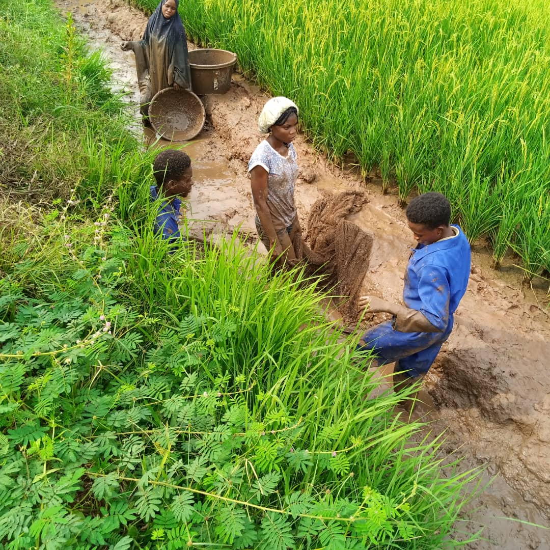 Graduate students harvesting fish from the University of Ibadan adaptive rice-fish research plot