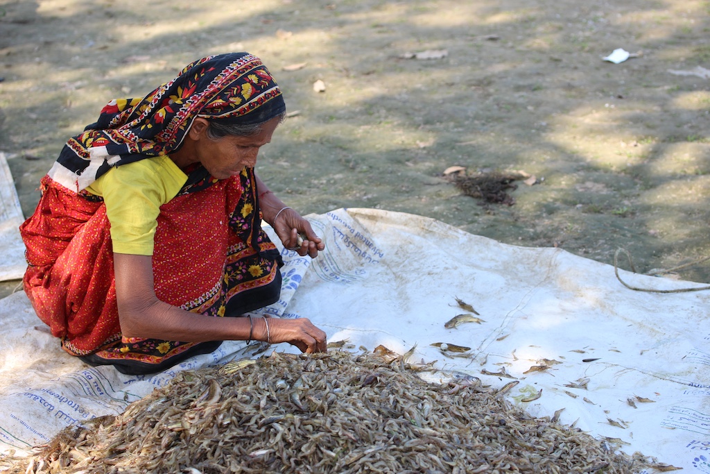 a photo of a woman harvesting small fish in Bangladesh