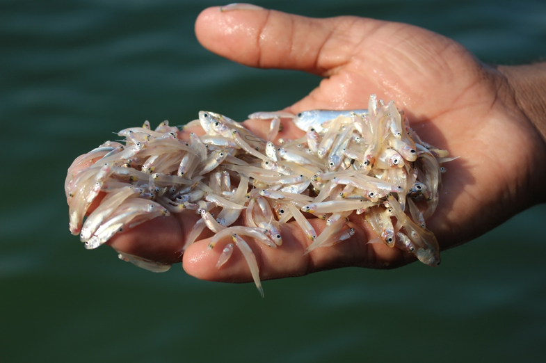     Figure 3. A handful Keski (C. soborna) at Kaptai Lake 