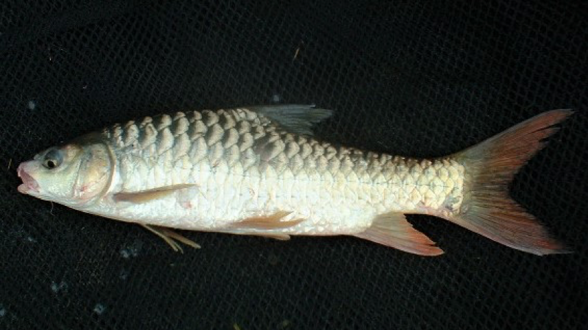 Figure 4. Golden Mahseer, Tor tor, population has already been extinct or critically endangered in Kaptai lake and adjacent Karnafuli river basin 