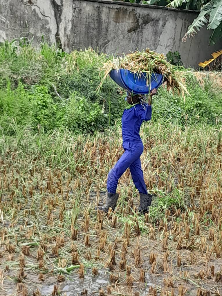 Rice harvested at the University of Ibadan, adaptive rice-fish plot