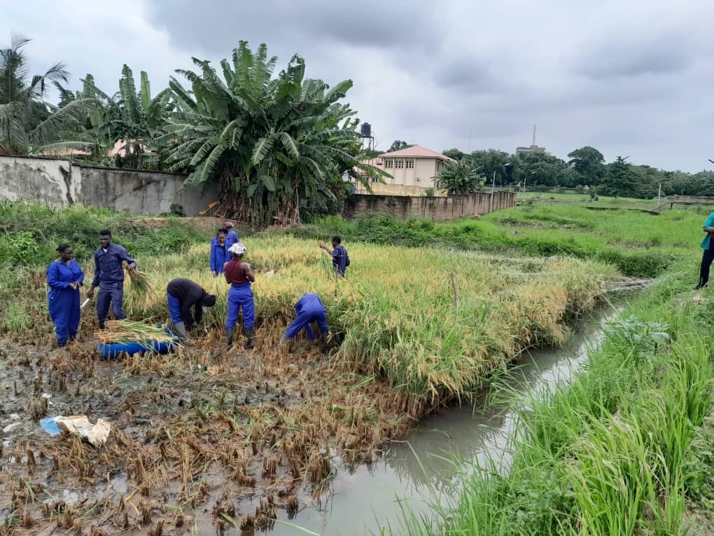 Rice harvesting at the University of Ibadan adaptive rice-fish plot