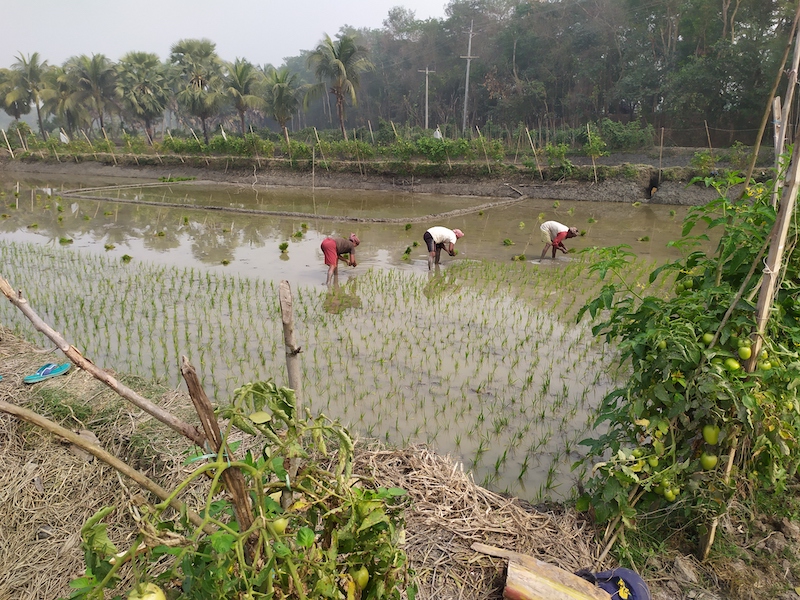 Three farmers standing in a prawn pond bend over to transplant rice seedlings