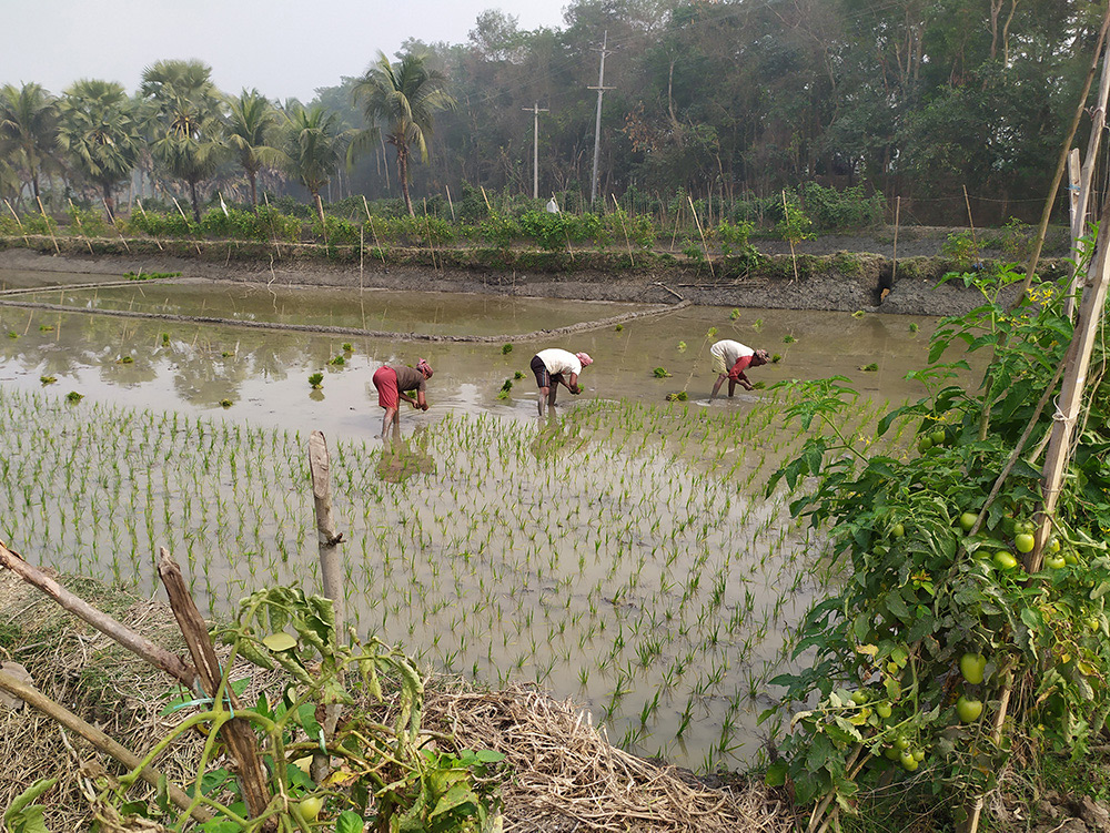 Farmers transplant rice in the prawn gher