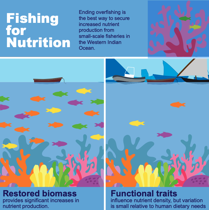 This is a graphic titled fishing for nutrition. It reads across the top, "Ending overfishing is the best way to secure increased nutrient production from small-scale fisheries in the Western Indian Ocean." The bottom section under two pictures, one displaying one boat with lots of fish in the ocean and the second with several boats and not many fish in the ocean. The text reads, "Restored biomass provides significant increases in nutrient production. Functional traits influence nutrient density, but variation is small relative to human dietary needs."  