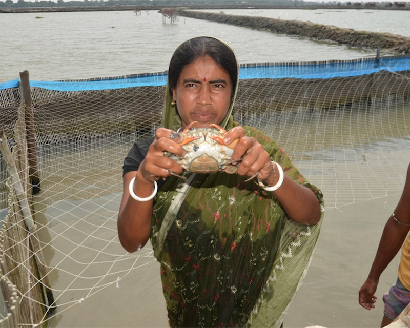 A woman holding up an export grade mud crab. 